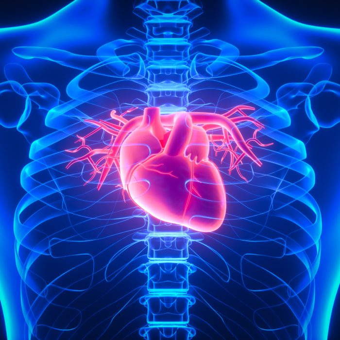 Abstract, Adult, Anatomy, Aorta, Heart